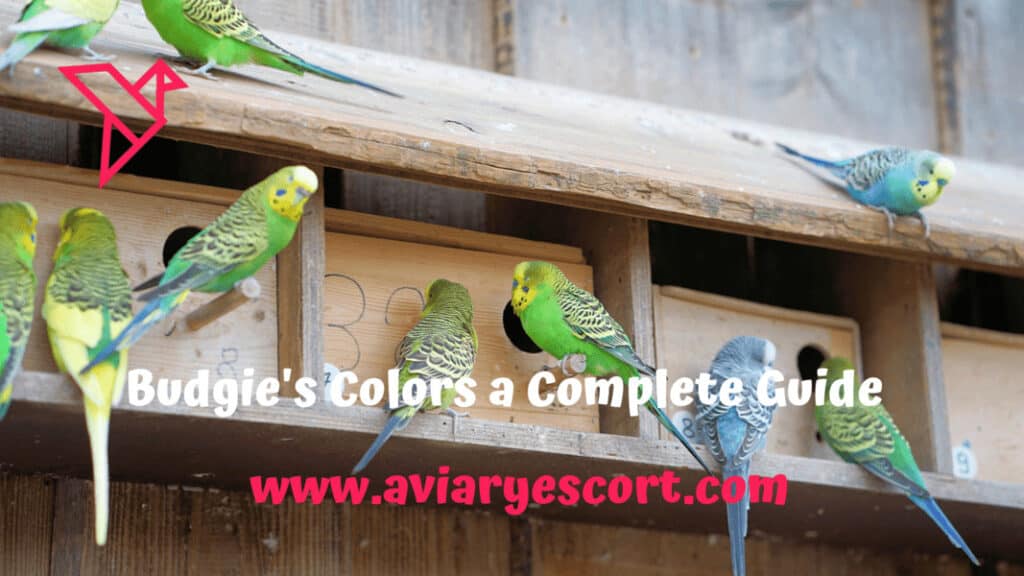 budgie's color a complete guide