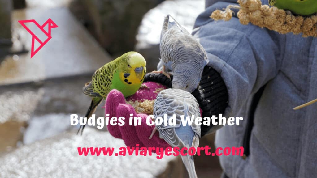 can cold weather kill budgies?