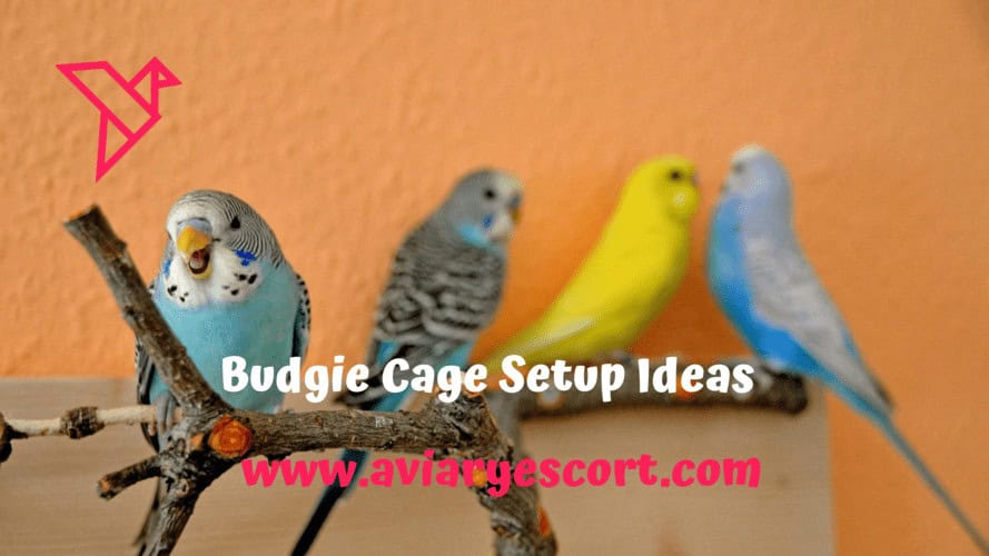 30 budgie cage setup ideas