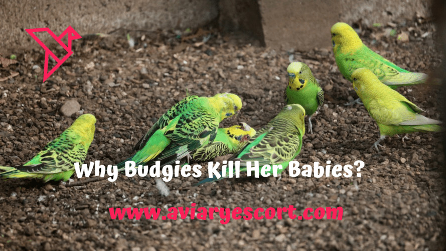 why did my budgie kill her babies