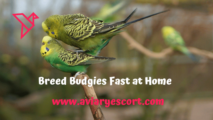 How to Breed Budgies Fast at Home