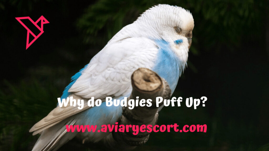 why do budgies puff up