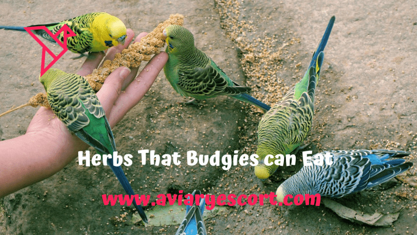 20 herbs that budgies can eat