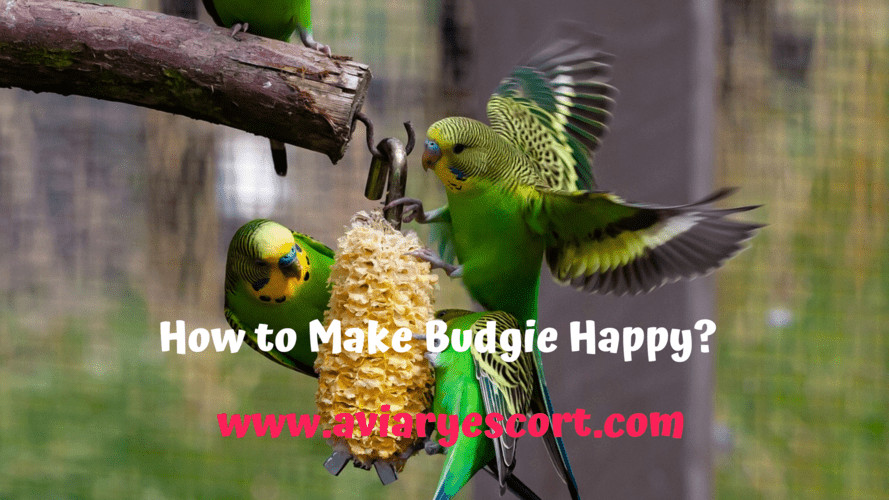 How to make budgies happy