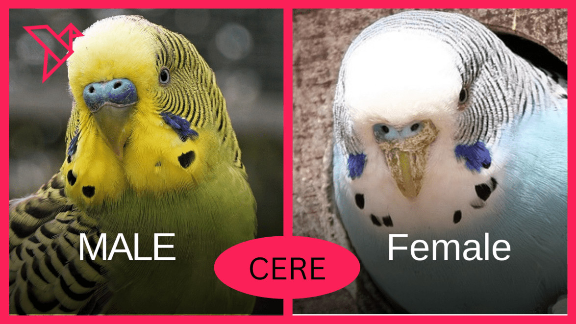 Male Female Budgie Cere Gender Chart Aviary Escort