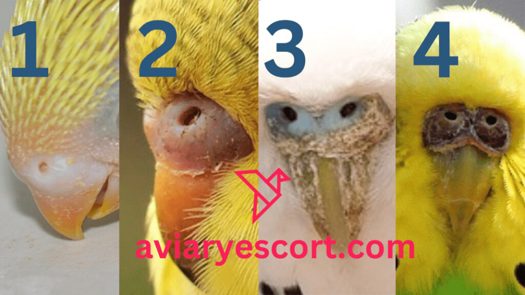 Male Female Budgie Cere Color Chart - Aviary Escort