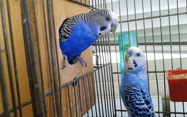 male and female budgie breeding