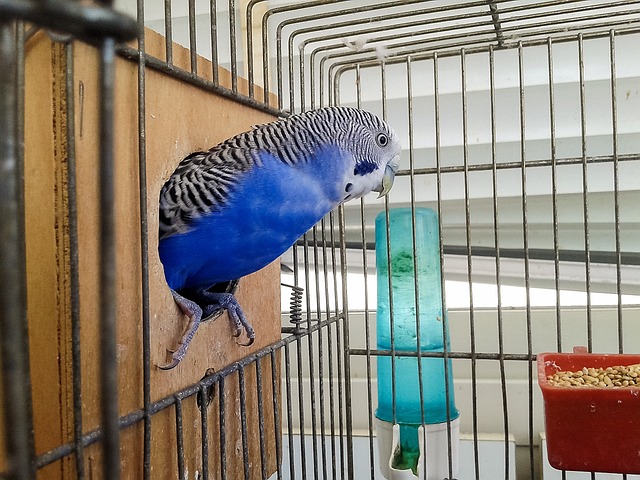 Budgie drinking water