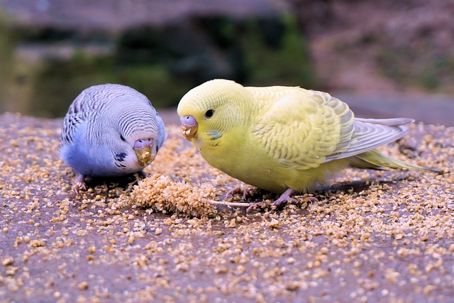 Independently feeding baby budgies 