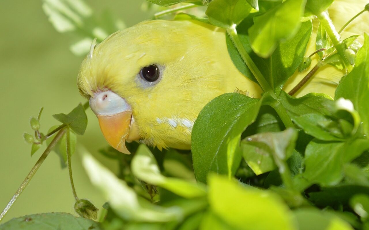 herbs that budgies can eat