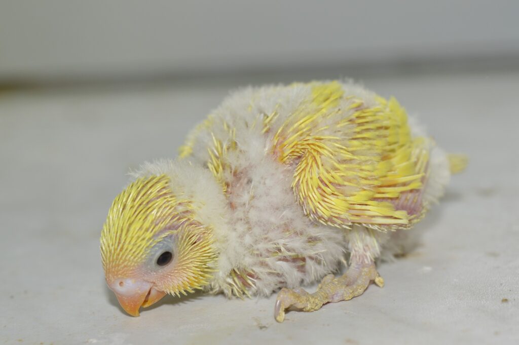 baby budgie cere