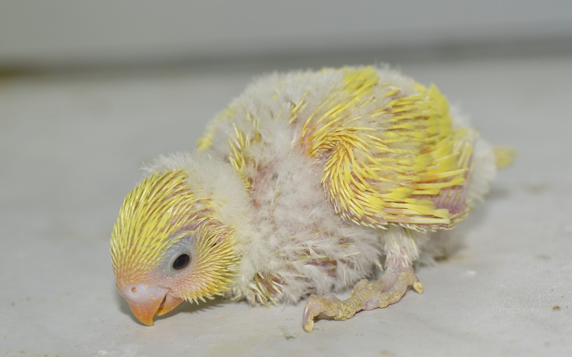 2 weeks old baby budgie