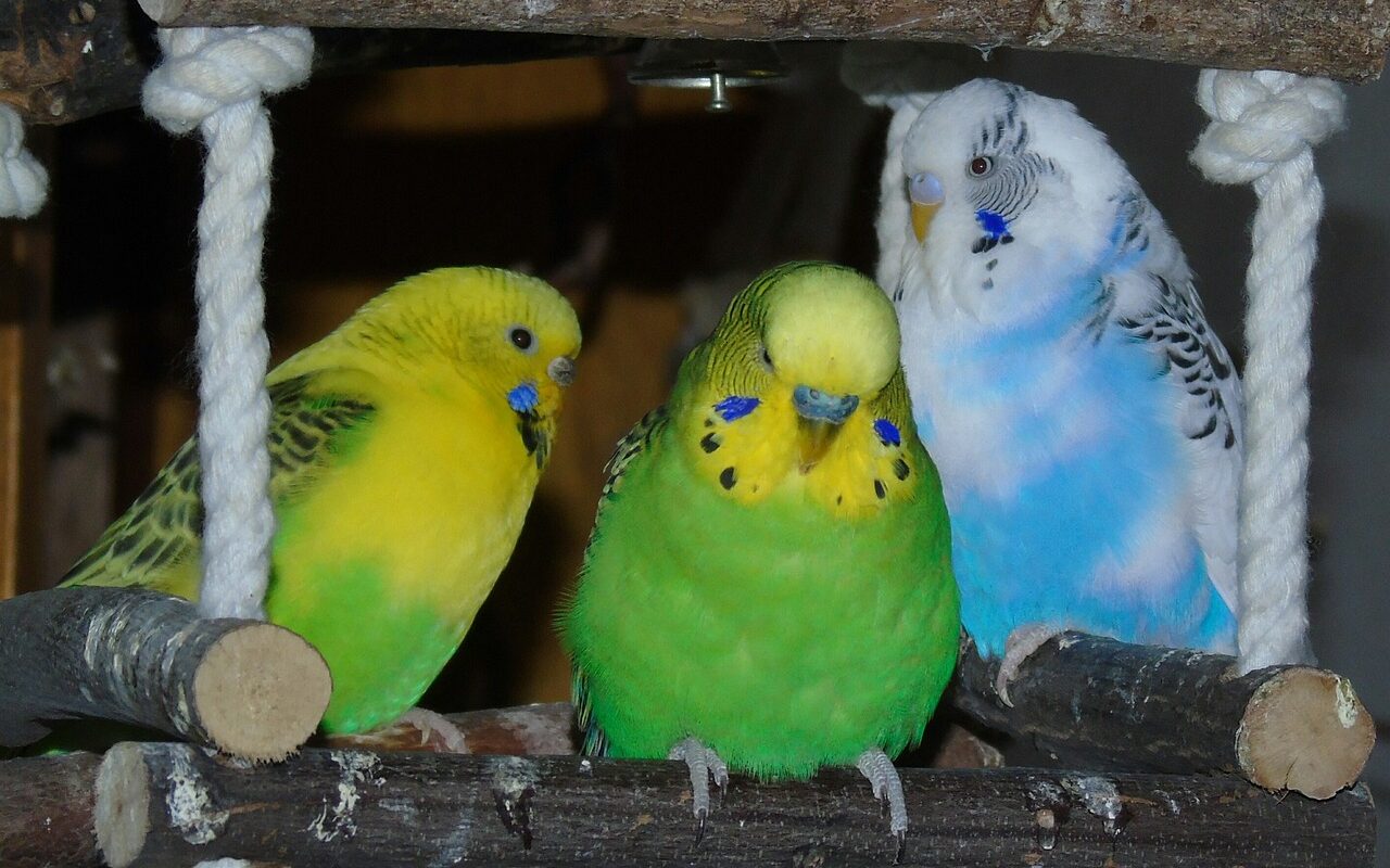 how to make budgies happy