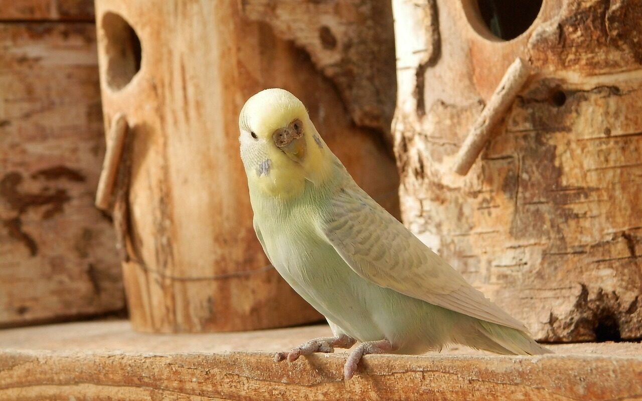 Male Female Budgie Cere Color Chart - Aviary Escort