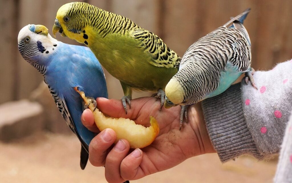 Budgies hand feeding