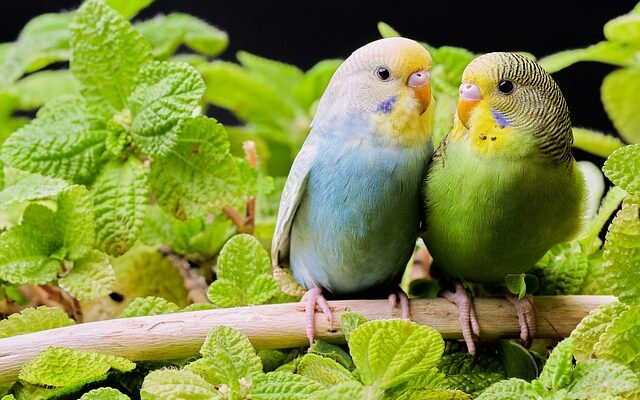 When Can Baby Budgies Be Separated from Parents?