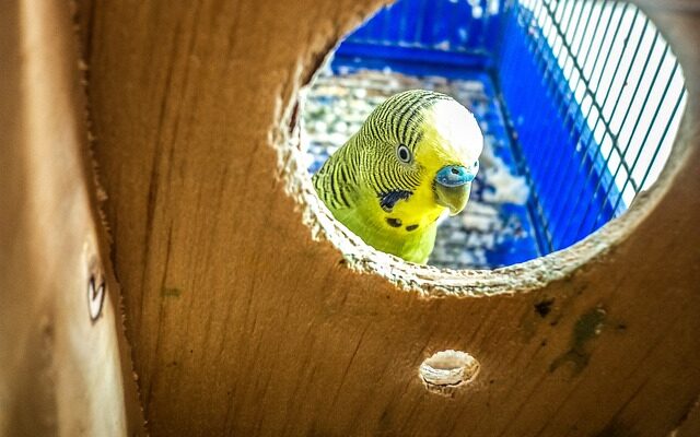 do budgies kill their babies