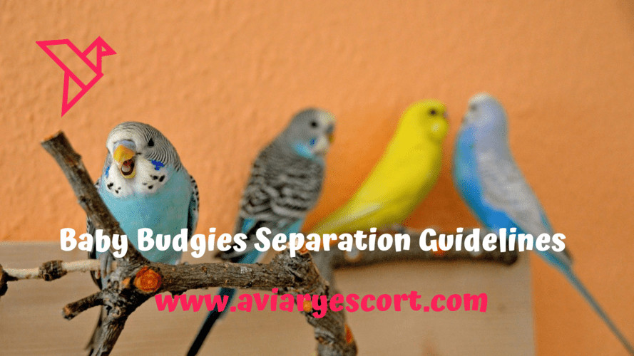 Baby Budgies Separation Guidelines