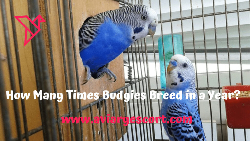 How any times budgies breed in a year?