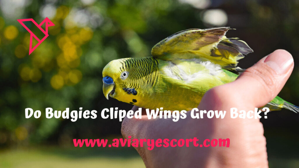 do budgies clipped wings grow back?