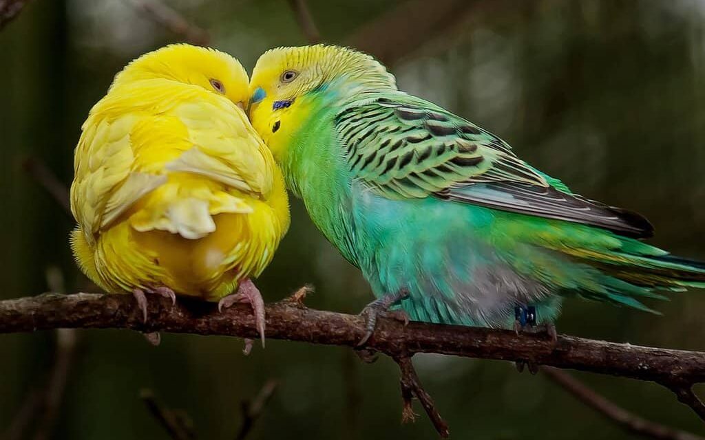 budgies kissing