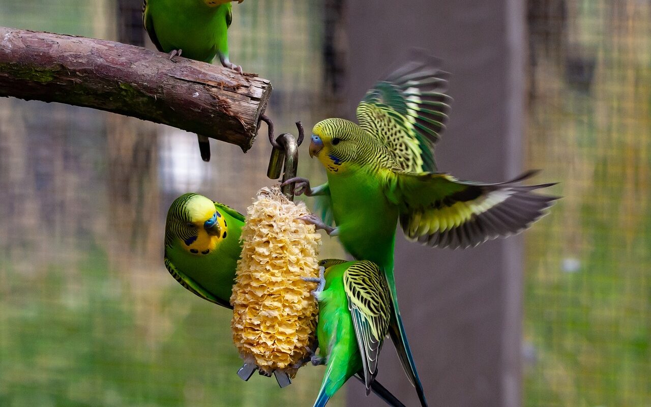 Full wing budgies