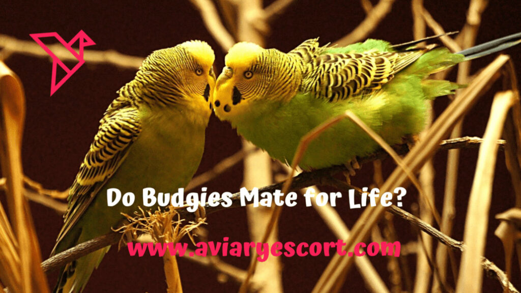 do budgies mate for life