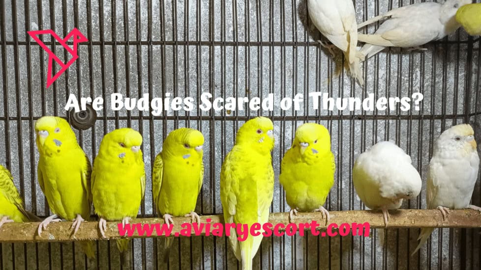 are budgies scared of thunders