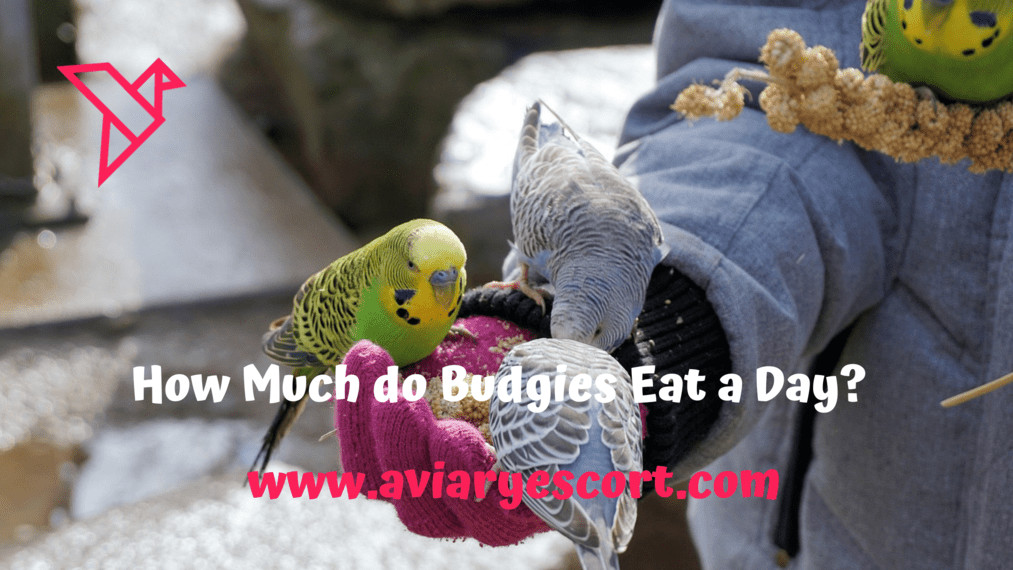 How much do budgies eat a day