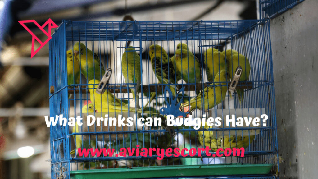 what drinks can budgies have?