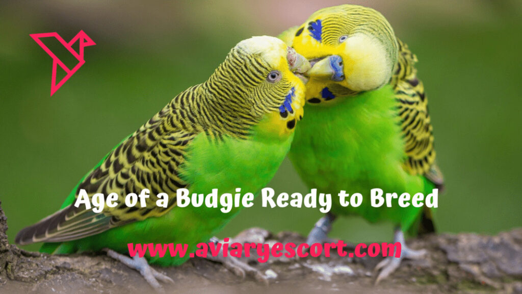 age of the budgie ready to breed