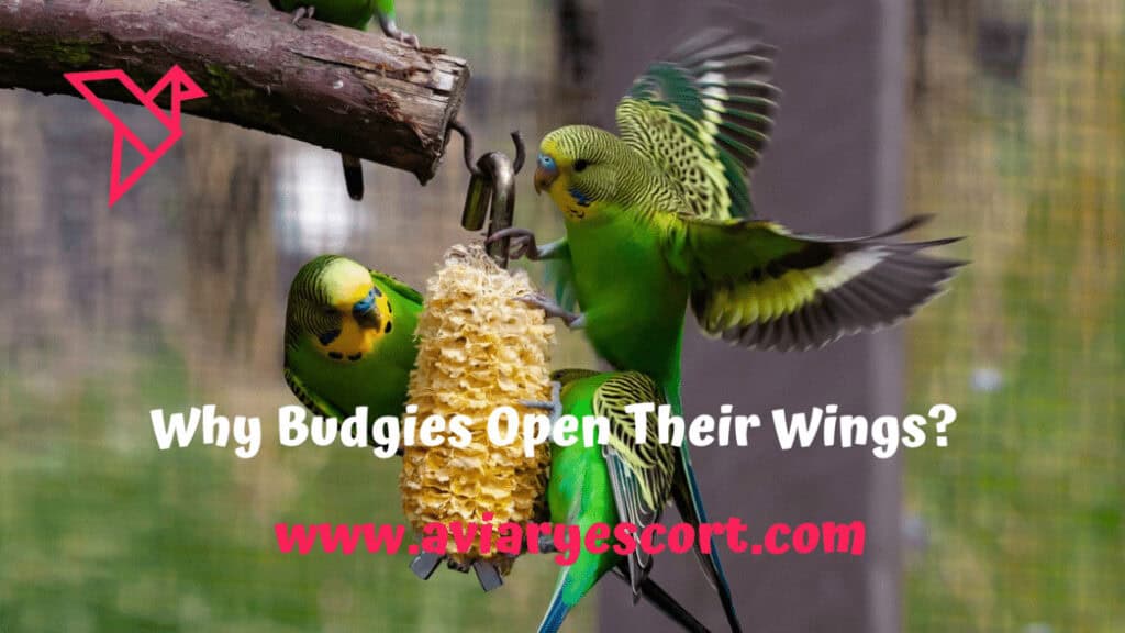 why budgie is opening its wings?