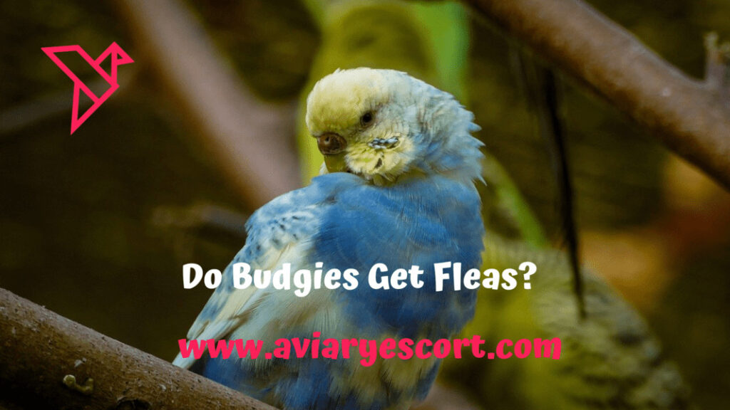 do budgies get fleas