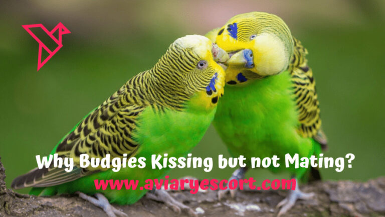 My budgie is Kissing but not mating