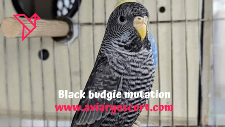 Black Budgie mutation