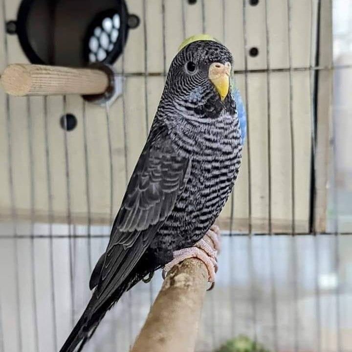 Black Color Budgie