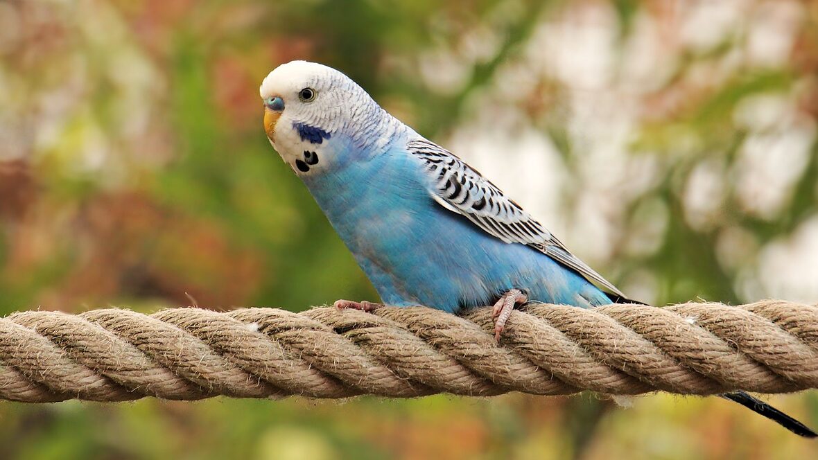 American Budgie