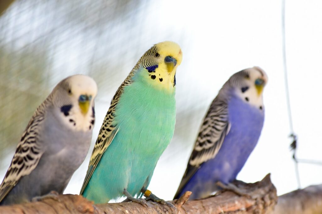 budgies life cycle