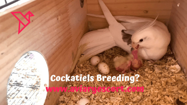 How many times do cockatiels breed in a year?