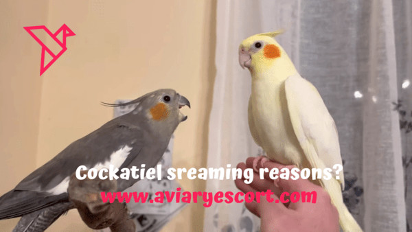 why is my cockatiel screaming