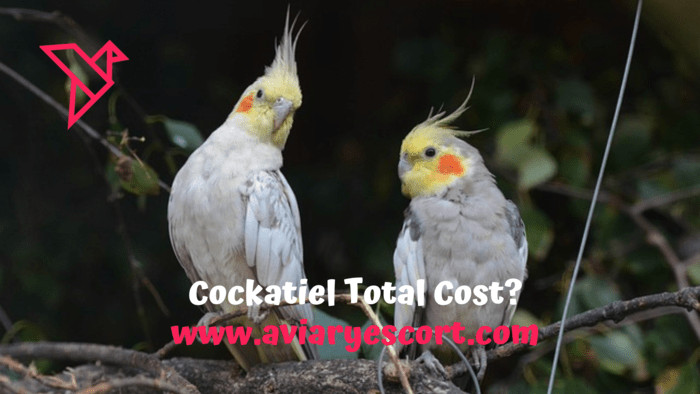 cockatiel cost in 2024