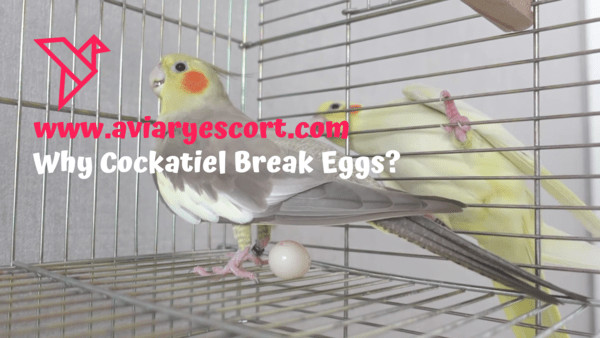 why cockatiel break eggs