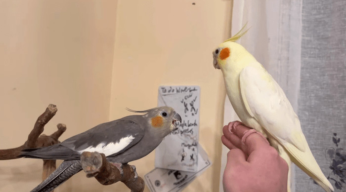 why  is my cockatiel screaming?