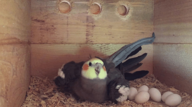 cockatiel egg laying 