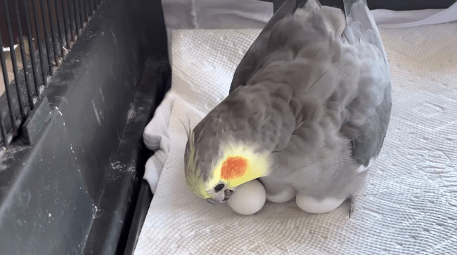 Cockatiel egg incubation