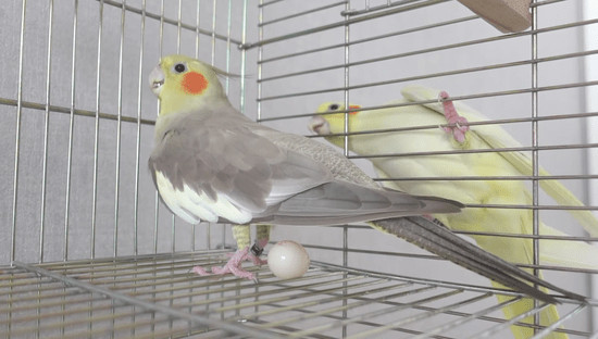 Cockatiel egg breaking