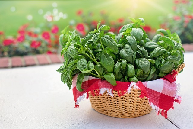 Basil herb benefits 