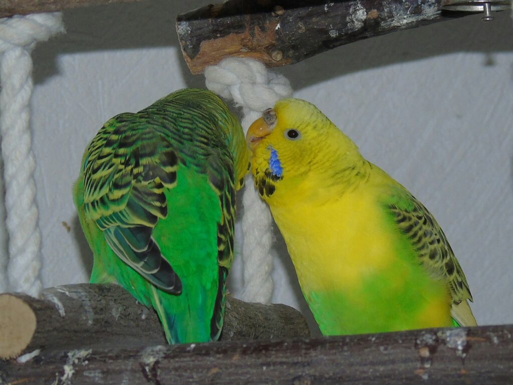 budgies kissing but not mating