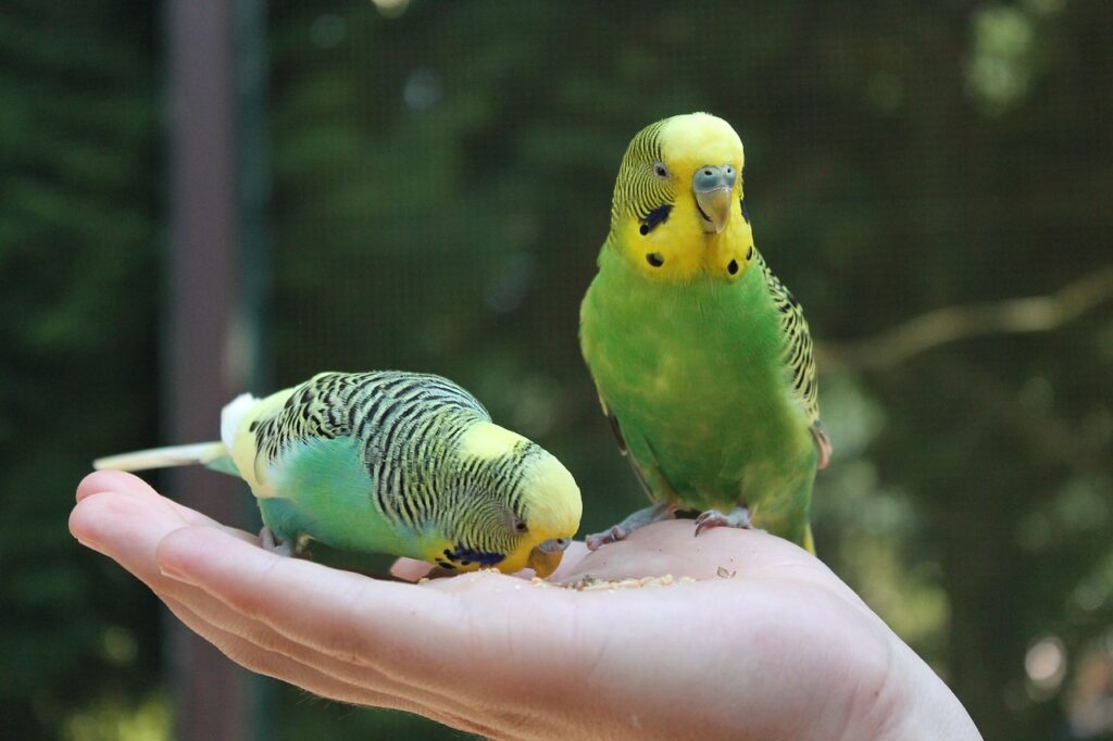 budgies