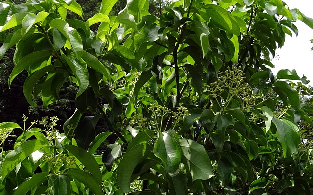 cinnamon plant leaves